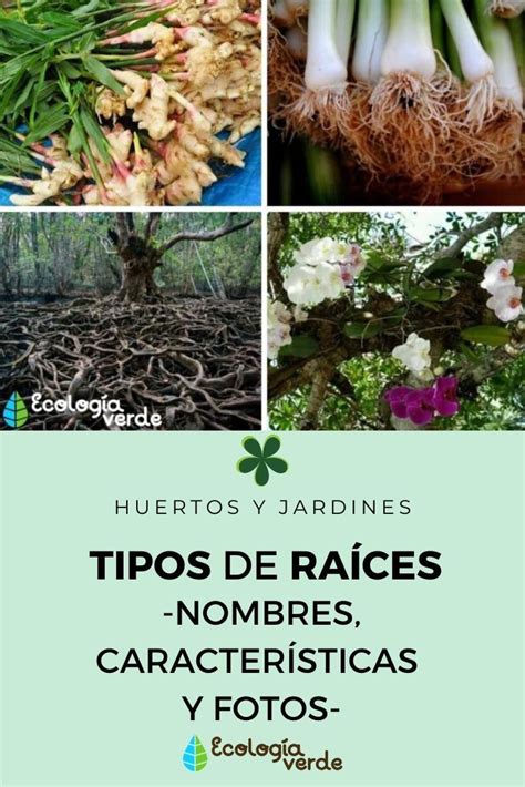 TIPOS de RAÍCES Nombres Características y Fotos Plantas de