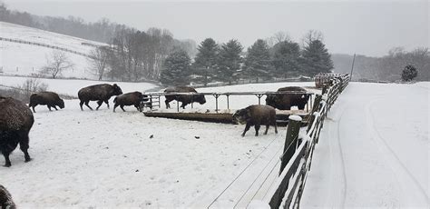 What Do Bison Do During the Winter?