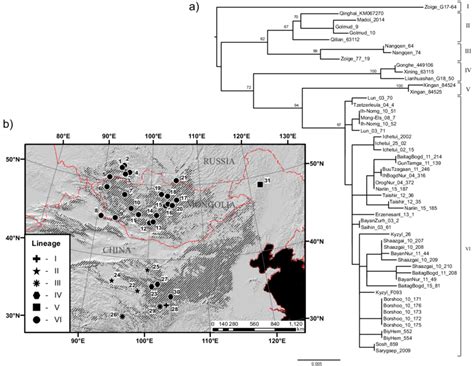 a Phylogenetic tree of long-tailed hamster Cricetulus longicaudatus... | Download Scientific Diagram