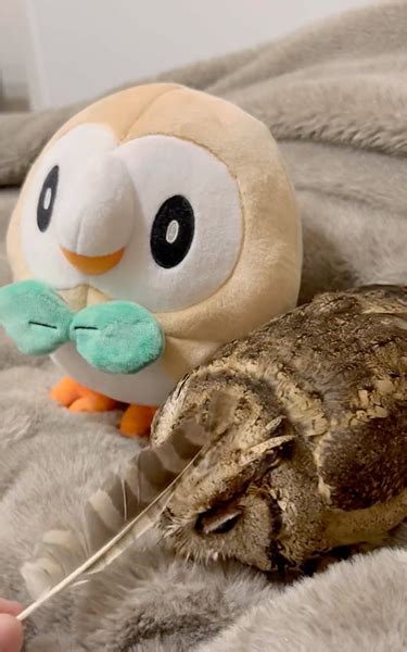 フクロウが大好きなモクローとぴったんこ！ 一緒に入られて幸せ～な光景に「同じ体制なの可愛すぎか」「尊い！」 ねとらぼ