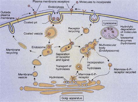 Receptor-mediated and lysosome formation. (Courtesy of Dr. Eberhard ...