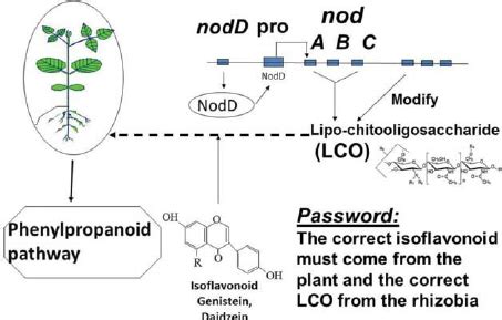 Signal exchange between legumes and rhizobia as typified by the soybean ...