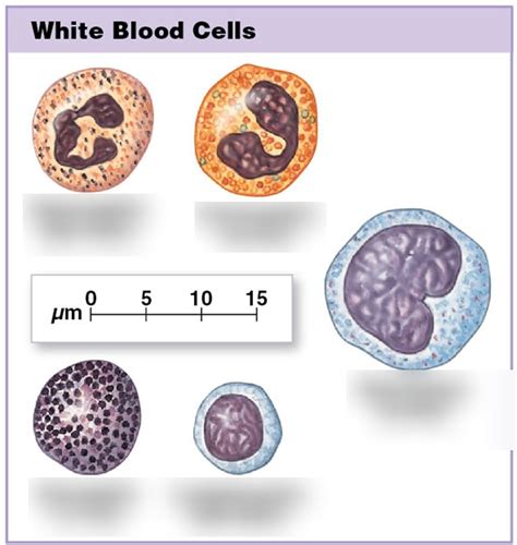 White blood cells Diagram | Quizlet