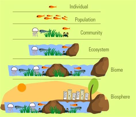 Population Community And Ecosystem Venn Diagram Ecosystem Or