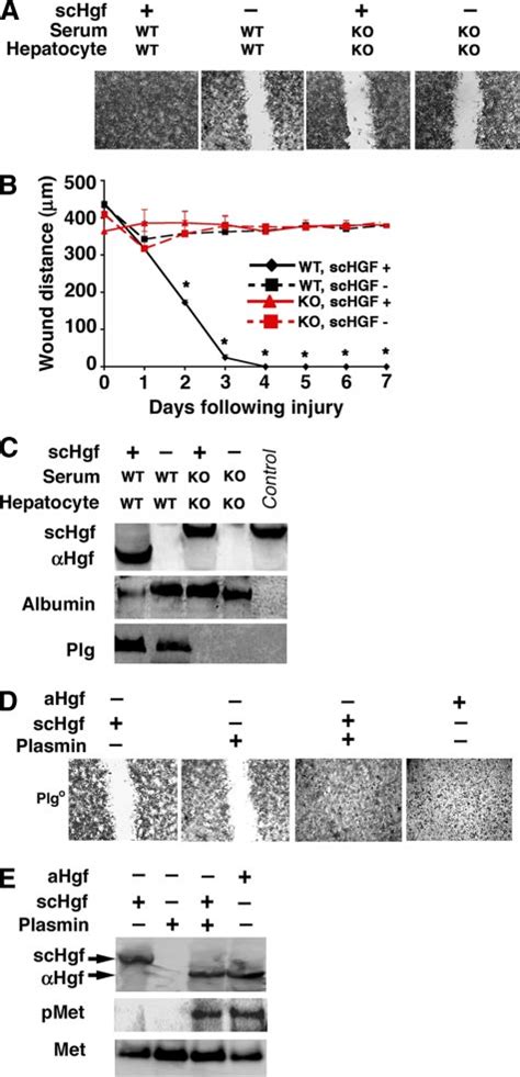 Defective wound healing in monolayer of hepatocytes cultured without... | Download Scientific ...