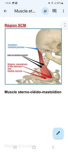 Muscles Tete Et Cou Cartes Quizlet