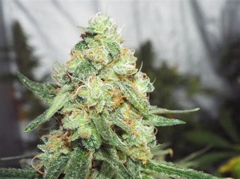 KETAMA CHEESE Feminized Cannabis Seeds