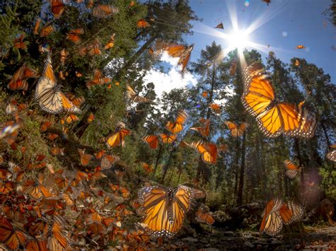 Ya Se Puede Visitar Los Santuarios De La Mariposa Monarca