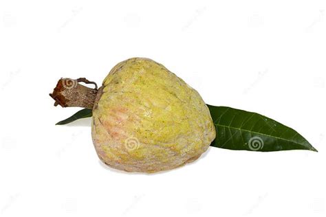 Rare Medicinal Fruit Ramphal Annona Reticulta Or Wild Sweetsop