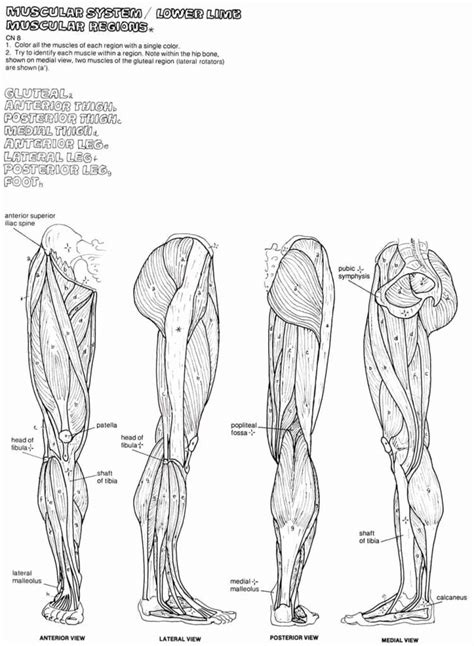 Printable Human Anatomy Coloring Pages