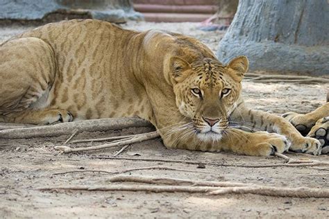 Liger : Liger Dan Tigon Spesies Unik Hasil Kawin Silang Singa Dengan Harimau Citizen6 Liputan6 ...