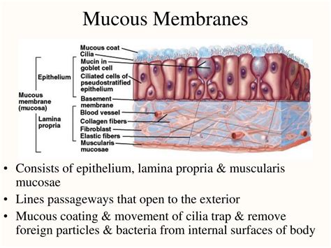 Ppt Histology The Study Of Tissues Powerpoint Presentation Free