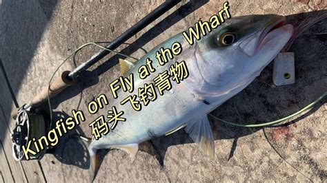 Fly FishingThe Thrill Of Catching Kingfish On Fly At The Wharf YouTube