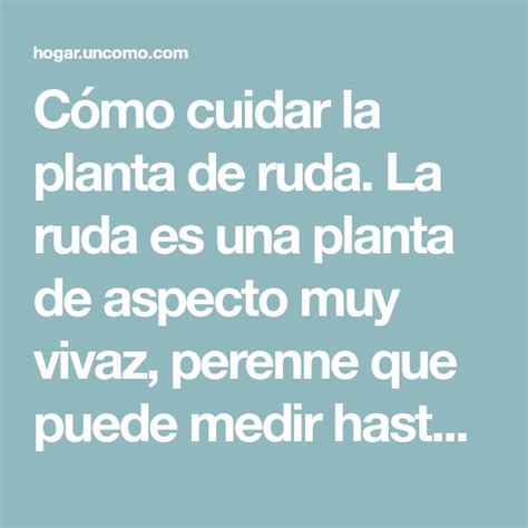 C Mo Cuidar La Planta De Ruda La Ruda Es Una Planta De Aspecto Muy