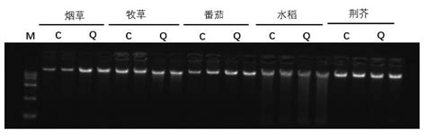 磁珠法植物dna小量提取试剂盒 苏州白垩纪生物科技有限公司