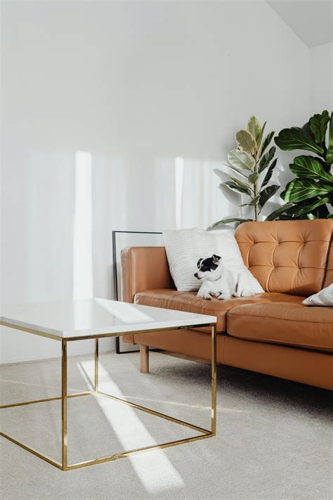 Best Flooring Options for Homes with Pets - Sweet Softies