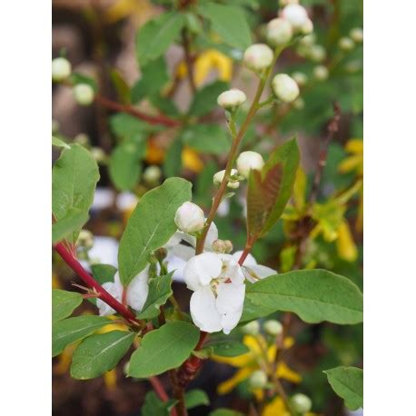 Exochorda Racemosa Blushing Pearl P Piniere Brochet Lanvin