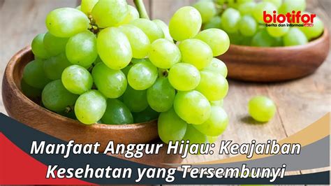 manfaat anggur hijau keajaiban kesehatan  tersembunyi biotifor
