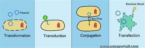 Transduction Du Signal D Finition Et Explications