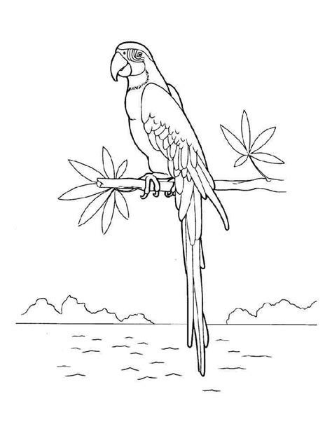 Macaw Coloring Pages