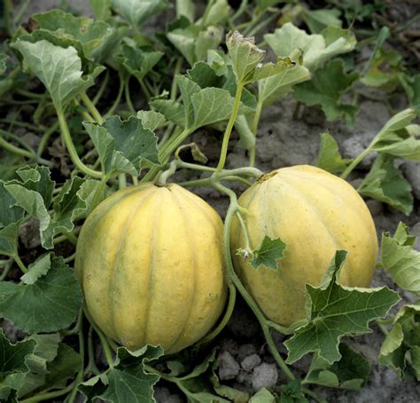 Melon Planter Et Cultiver Ooreka