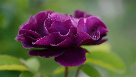 Purple roses: meaning and care - Global Gardening Secrets