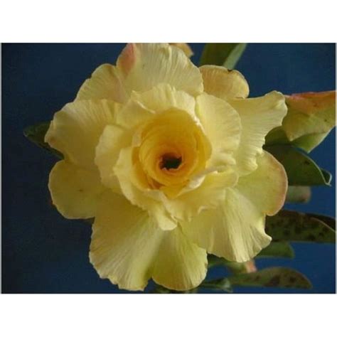 Adenium Obesum Luangpaumsap Rose Du D Sert Faux Baobab Graines X