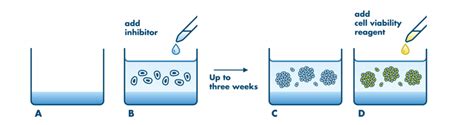 Soft Agar Assay Service Reaction Biology