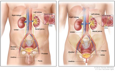 Figure Anatomy Of The Male Urinary PDQ Cancer Information