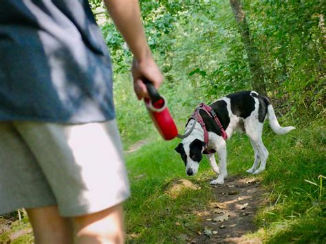 Why Is My Dog Suddenly Scared to Go on Walks? - PetHelpful