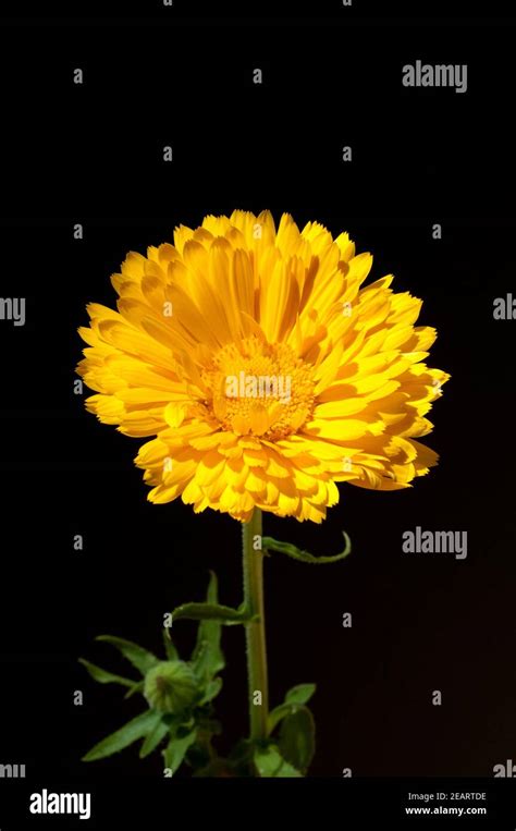 Ringelblume Calendula Officinalis Stock Photo Alamy