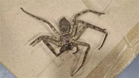 Huge Huntsman Spider The Size Of A Hand Found In Boxes Shipped From