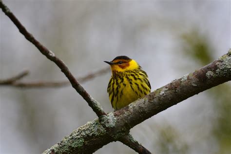 Birds In Alaska 26 Species You Should Be Looking For