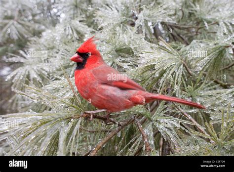 Cardinals In Winter Scenes