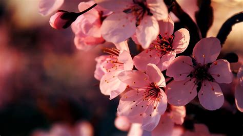 1920x1080 Pink Flowers Spring Flowering Coolwallpapers Me