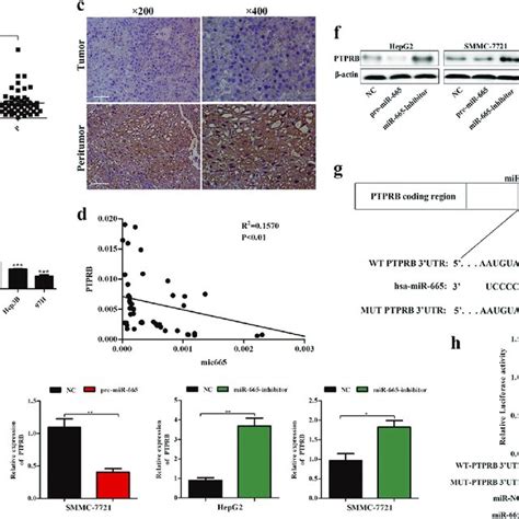 Ptprb Is A Direct Target Of Mir 665 In Hcc A The Mrna Levels Of Ptprb