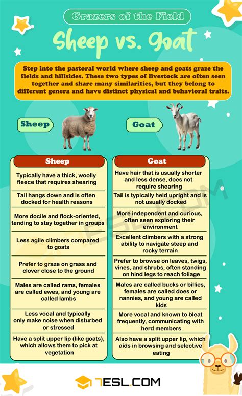 Sheep vs. Goat: Understanding the Key Differences • 7ESL