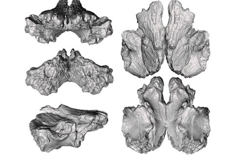 Dynamoterror New Mexico Dinosaur Was A Powerful Terror Ruler