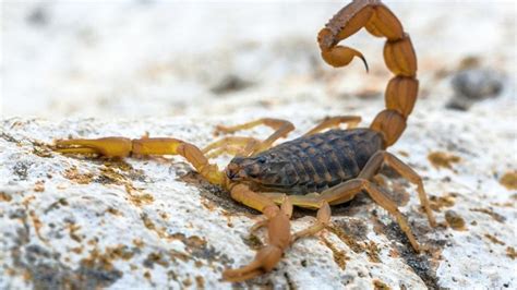 Cómo prevenir y actuar ante la picadura de alacranes