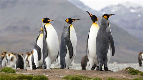 King Penguins - Antarctic and Southern Ocean Coalition