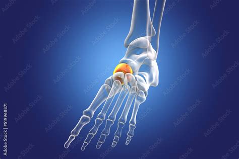 Human Foot Anatomy Navicular Bone Of The Foot Stock Illustration