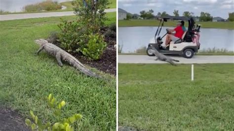 Floride Un Alligator Attaque Deux Golfeurs En Voiturette RDS