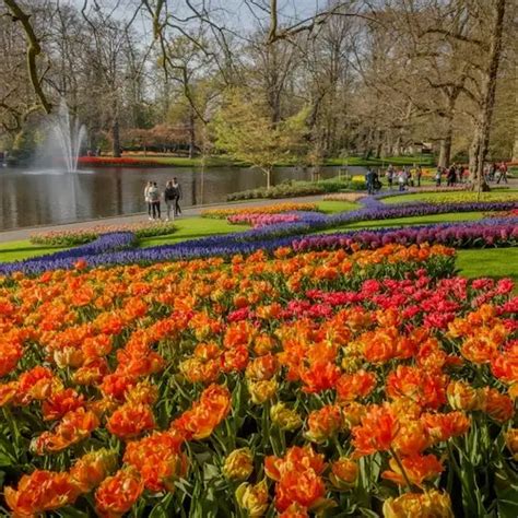 Keukenhof E Zaanse Schans Visita Guiada De Dia Inteiro Entrada