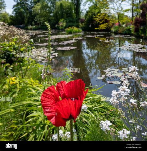 Le Pavot Rouge Fleurira Devant Un Tang De N Nuphars Dans L Ancien