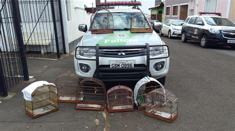 Aves silvestres mantidas em cativeiro são apreendidas em área rural de