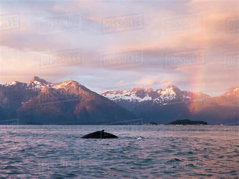 Humpback Whale Megaptera Novaeangliae At Sunset With Rainbow In