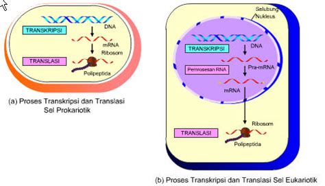 Learn About Science Sintesis Protein