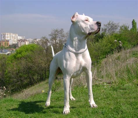 Dog Breeds Picture: Argentine Dogo