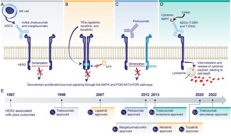 Newly Approved And Emerging Agents In HER2 Positive Metastatic Breast