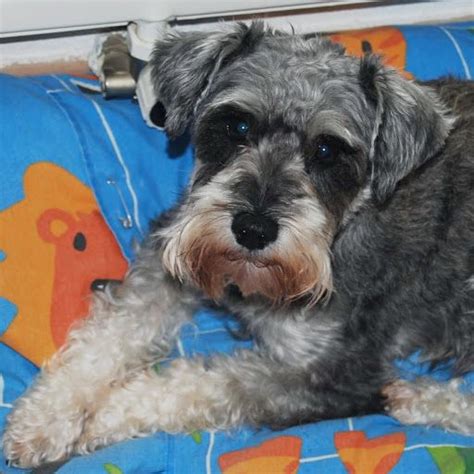 A Small Dog Laying On Top Of A Blue Pillow